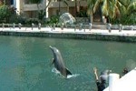 Les dauphins de la marina en vidos