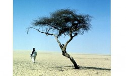 L'arbre du Tnr, symbole de la survie dans le Sahara