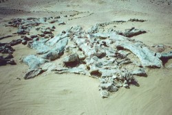 Fossiles et restes de dinosaures