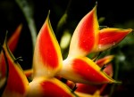 La flore de Martinique