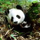 Sanctuaires du grand panda du Sichuan - Wolong, Mont Siguniang et Montagnes de Jiajin