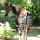Rserve de faune  okapis