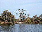 Le parc national des oiseaux du Djoudj