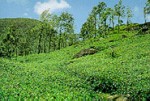 Rserve forestire de Sinharaja