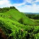 Paysage viticole du Pimont : Langhe-Roero et Monferrato