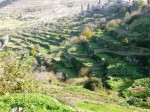 Palestine : terre des oliviers et des vignes  Paysage culturel du sud de Jrusalem, Battir