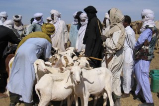 March aux bestiaux d'Agadez