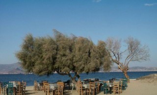 Agia Anna - Une taverne sur la plage