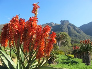 Aloe au jardin de Kirstenbosch