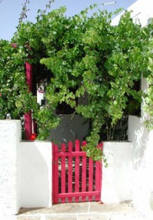 Apollonia - maison couverte de vigne et portail rouge
