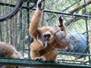 Bb gibbon avec sa peluche