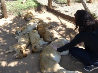 Caresser les lionceaux