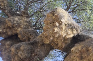 Des nids de tisserins