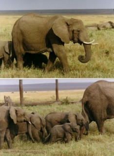 Elphants - Masai Mara