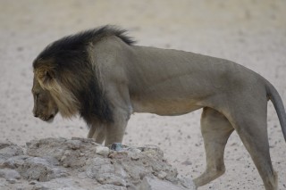 Le lion  crinire noire du Kgalagadi (2/3)