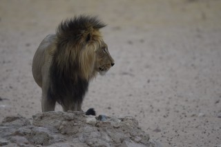 Le lion  crinire noire du Kgalagadi (3/3)