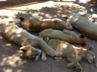 Les lionceaux
