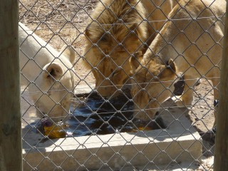 Les lions recueillis et protgs par le parc (12/18...