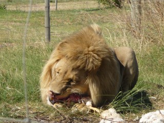 Les lions recueillis et protgs par le parc (15/18...