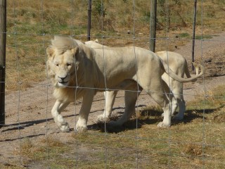 Les lions recueillis et protgs par le parc (16/18)
