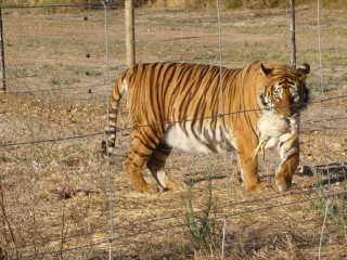 Les tigres recueillis et protgs par le parc (2/3...