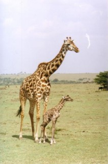 Maman et Bb Girafe - Masai Mara