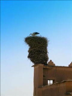 Nid de cigognes dans le ksar de Ouarzazate