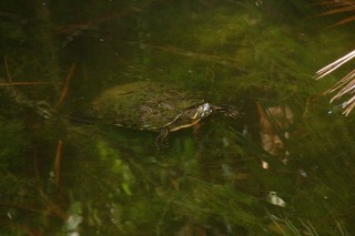 Parcours botanique : une tortue