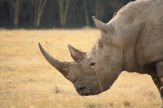 Rhino - NAKURU