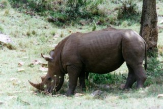 Rhinocros au Masai Mara