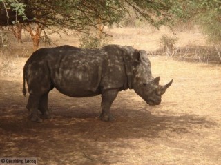 Rhinocros femelle