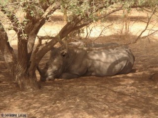 Rhinocros mle