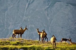 Troupeau de chamois dans le Tyrol autrichien
