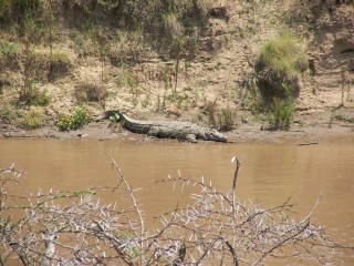 Un crocodile  l'affut