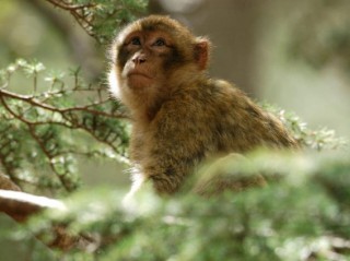 Un macaque dans le parc d'Ifrane