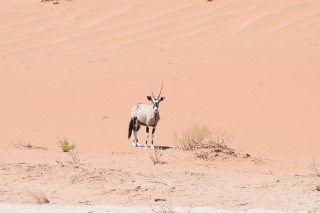 Un oryx au milieu des dunes