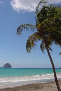 Un palmier sur la plage du Diamant
