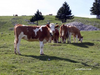Vaches suisses