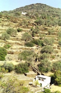 Valle de Kamars : pigeonnier et oliviers