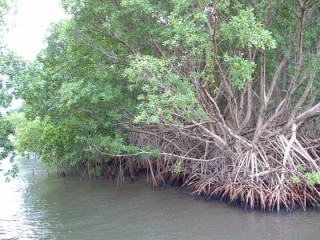  La mangrove