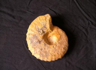 Ammonite fossile du Sahara