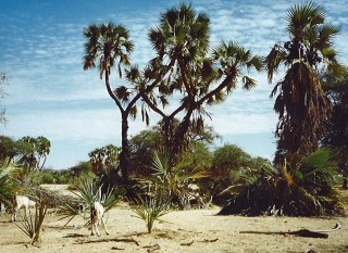 Au bord des Koris, les palmiers 