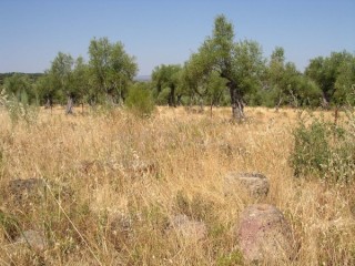 Photo des ruines de la cit romaine de Caparra (Estrmadure...