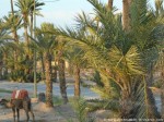 La palmeraie de Marrakech