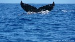L'observation des baleines