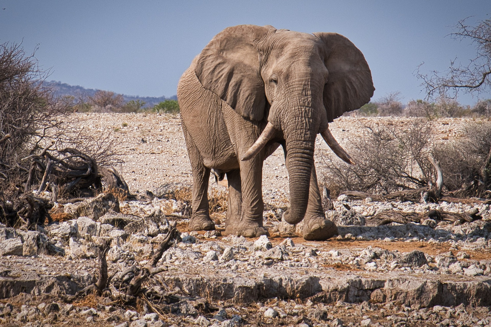 Elephant à Etosha