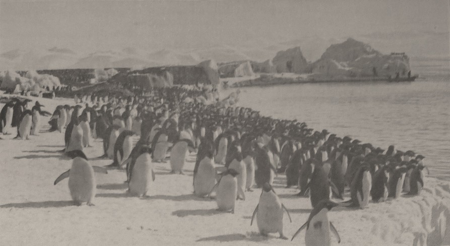 Les pingouins  la promenade