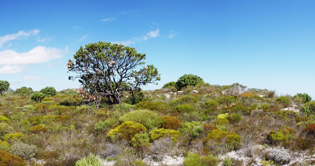 Panorama de fynbos