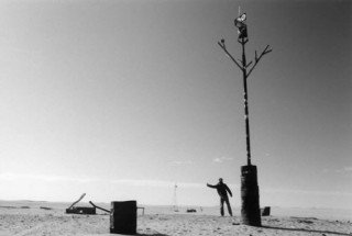 L'arbre du Tnr en 2002