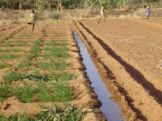 Système d'irrigation d'un jardin dans le Sahel